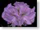 FJS200712Amaryll.jpg Flora - Flower Blossoms photography closeup close up macro zoom purple lavendar lavender black
