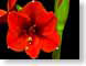 FJS200712Amigo.jpg Flora - Flower Blossoms closeup close up macro zoom photography red green