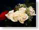 FJS20080303Roses.jpg Flora - Flower Blossoms closeup close up macro zoom photography