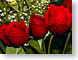 FJS200803Roses.jpg Flora - Flower Blossoms photography closeup close up macro zoom