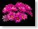 FJS200804PinkDai.jpg Flora - Flower Blossoms closeup close up macro zoom photography black