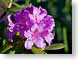 FJS20080502Rhodo.jpg Flora - Flower Blossoms photography closeup close up macro zoom purple lavendar lavender