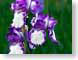 FJS200805Iris.jpg Flora - Flower Blossoms photography purple lavendar lavender green white closeup close up macro zoom