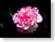 FJS200808Carns.jpg Flora - Flower Blossoms photography closeup close up macro zoom pink red white