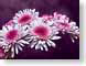 FJS200808Chrys.jpg photography Flora - Flower Blossoms closeup close up macro zoom pink white