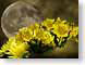 FJS200808MoonLil.jpg Sky Flora - Flower Blossoms yellow moon photography
