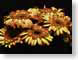 FJS200808gerbera.jpg Flora - Flower Blossoms black closeup close up macro zoom orange photography