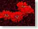 FJS200810Gerbera.jpg Flora - Flower Blossoms red photography closeup close up macro zoom