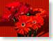 FJS200811Gerbera.jpg red Flora - Flower Blossoms photography closeup close up macro zoom