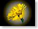 FJS200906Yellow.jpg Flora - Flower Blossoms photography closeup close up macro zoom