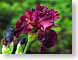 FJS201005Iris.jpg Flora - Flower Blossoms photography closeup close up macro zoom burgundy spring