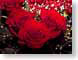 FJS201005Roses.jpg Flora - Flower Blossoms photography closeup close up macro zoom red