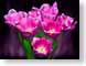 FJS201005Tulips.jpg Flora - Flower Blossoms photography pink black