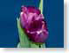 FJS201009Tulips.jpg Flora - Flower Blossoms photography purple lavendar lavender blue green closeup close up macro zoom