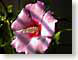 FJS2roseOfSharon.jpg Flora Flora - Flower Blossoms pink