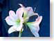 FJSamaryllis.jpg Flora Flora - Flower Blossoms closeup close up macro zoom blue photography