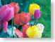 FJSaprilTulips.jpg Flora Flora - Flower Blossoms colors colours closeup close up macro zoom photography
