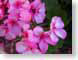 FJSbegonia.jpg Flora Flora - Flower Blossoms pink