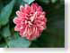 FJSchrysanthemum.jpg Flora Flora - Flower Blossoms green closeup close up macro zoom pink photography
