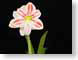 FJScinderella.jpg Flora Flora - Flower Blossoms black closeup close up macro zoom photography