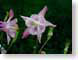 FJScol.jpg Flora Flora - Flower Blossoms black pink