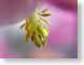 FJScolUpClose.jpg Flora Flora - Flower Blossoms yellow pink