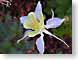 FJScolumbine.jpg Flora white Flora - Flower Blossoms green