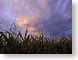 FJScornDawn.jpg Sky clouds sunrise sunset dawn dusk photography corn fields