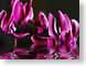 FJScyclamenH2O.jpg Flora water Flora - Flower Blossoms purple lavendar lavender pink fuchsia