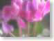 FJScyclamineMist.jpg Flora Flora - Flower Blossoms pink