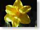 FJSdaffodil.jpg Flora Flora - Flower Blossoms yellow