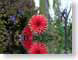 FJSdahliaFlood.jpg Flora Flora - Flower Blossoms closeup close up macro zoom pink red photography