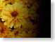 FJSdaisyWall.jpg Flora Flora - Flower Blossoms yellow