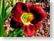 FJSdayLily.jpg Flora Flora - Flower Blossoms yellow green red