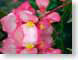 FJSdgFloraH2O.jpg Flora water Flora - Flower Blossoms reflections mirrors pink