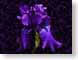 FJSdgIris.jpg Flora - Flower Blossoms purple lavendar lavender black closeup close up macro zoom photography