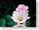 FJSdgRoseH2O.jpg Flora Flora - Flower Blossoms pink