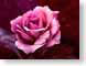 FJSdustyRose.jpg Flora Flora - Flower Blossoms pink