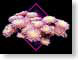 FJSfallMums.jpg Flora - Flower Blossoms photography closeup close up macro zoom black pink