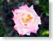 FJSfallRose.jpg Flora - Flower Blossoms photography closeup close up macro zoom pink