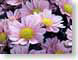 FJSfleurettes.jpg Flora Flora - Flower Blossoms yellow pink