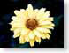 FJSgiantDaisy.jpg Flora Flora - Flower Blossoms yellow black