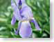 FJSgiantIris.jpg Flora Flora - Flower Blossoms purple lavendar lavender green closeup close up macro zoom photography