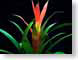 FJSguzmania.jpg Flora leaves leafs black green red photography