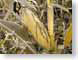 FJSharvestCorn.jpg Flora yellow