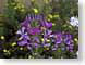 FJShoneysuckle.jpg Flora - Flower Blossoms photography purple lavendar lavender