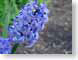 FJShycients.jpg Flora Flora - Flower Blossoms blue