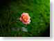 FJSlightRose.jpg Flora Flora - Flower Blossoms green soft focus photography
