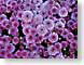 FJSlilacMums.jpg Flora Flora - Flower Blossoms purple lavendar lavender