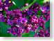 FJSlilac.jpg Flora Flora - Flower Blossoms purple lavendar lavender green pink fuchsia